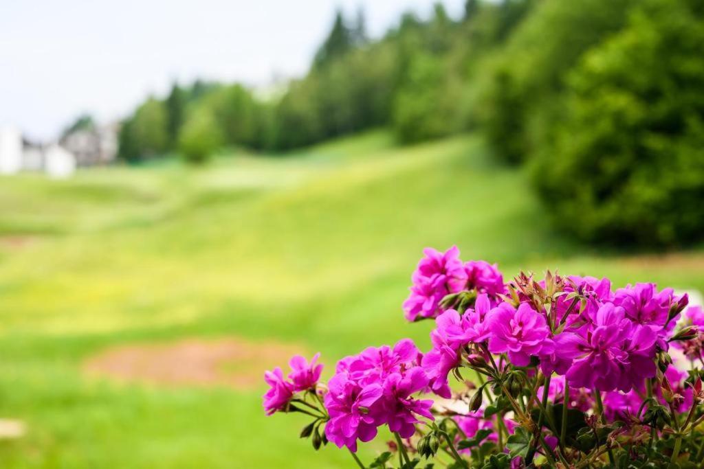 Appartamento Tulipano 안달로 외부 사진